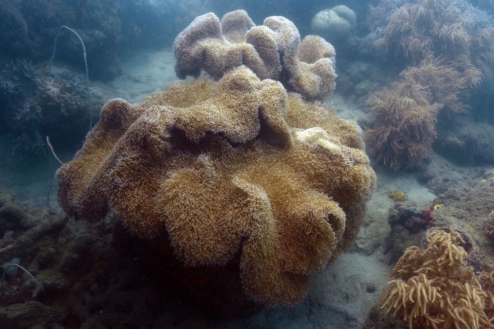 brown coral reef under water