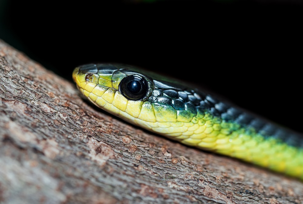 green and black snake on brown wood