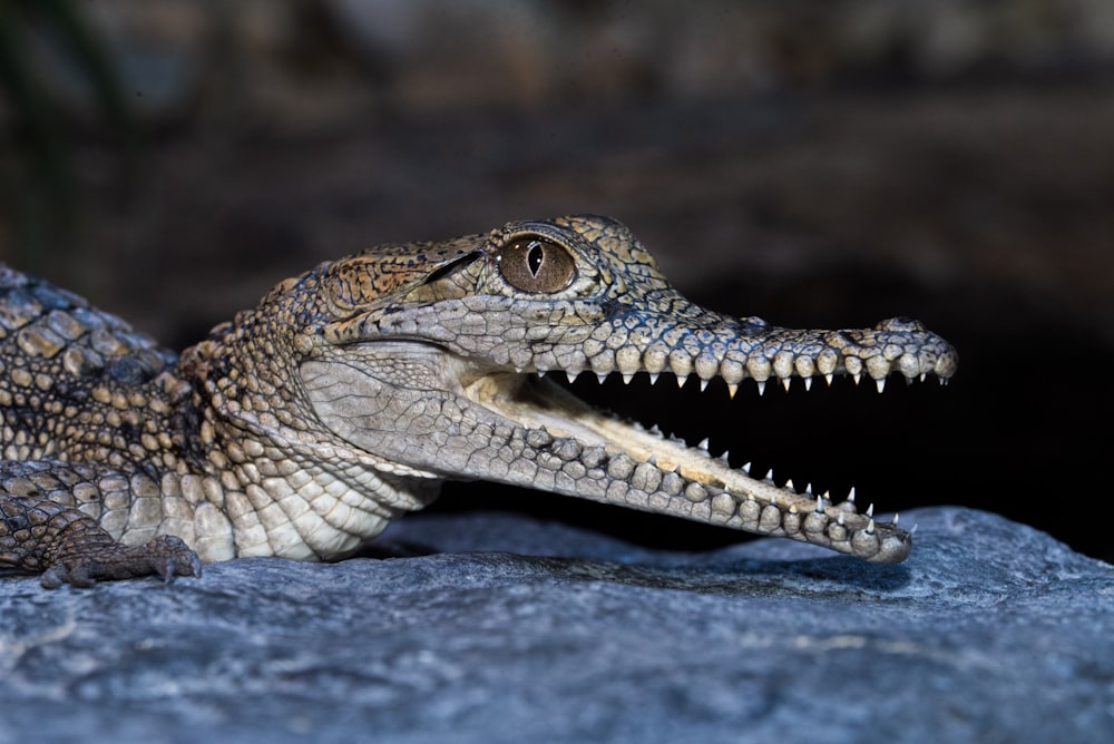 brown and black crocodile on gray concrete floor