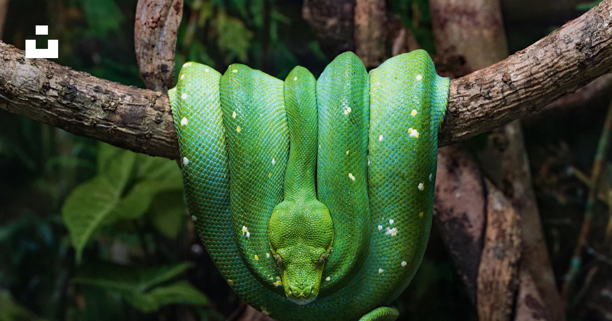 Foto Cobra verde no ramo marrom da árvore – Imagem de Austrália grátis ...