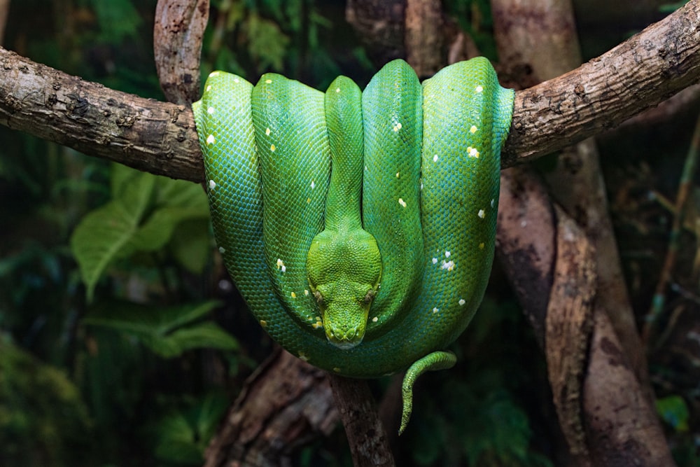 茶色の木の枝に緑のヘビ