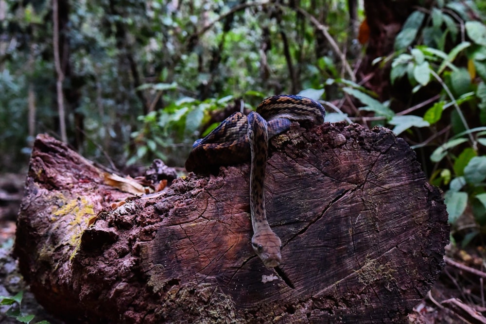 brown tree trunk with black and white leaves