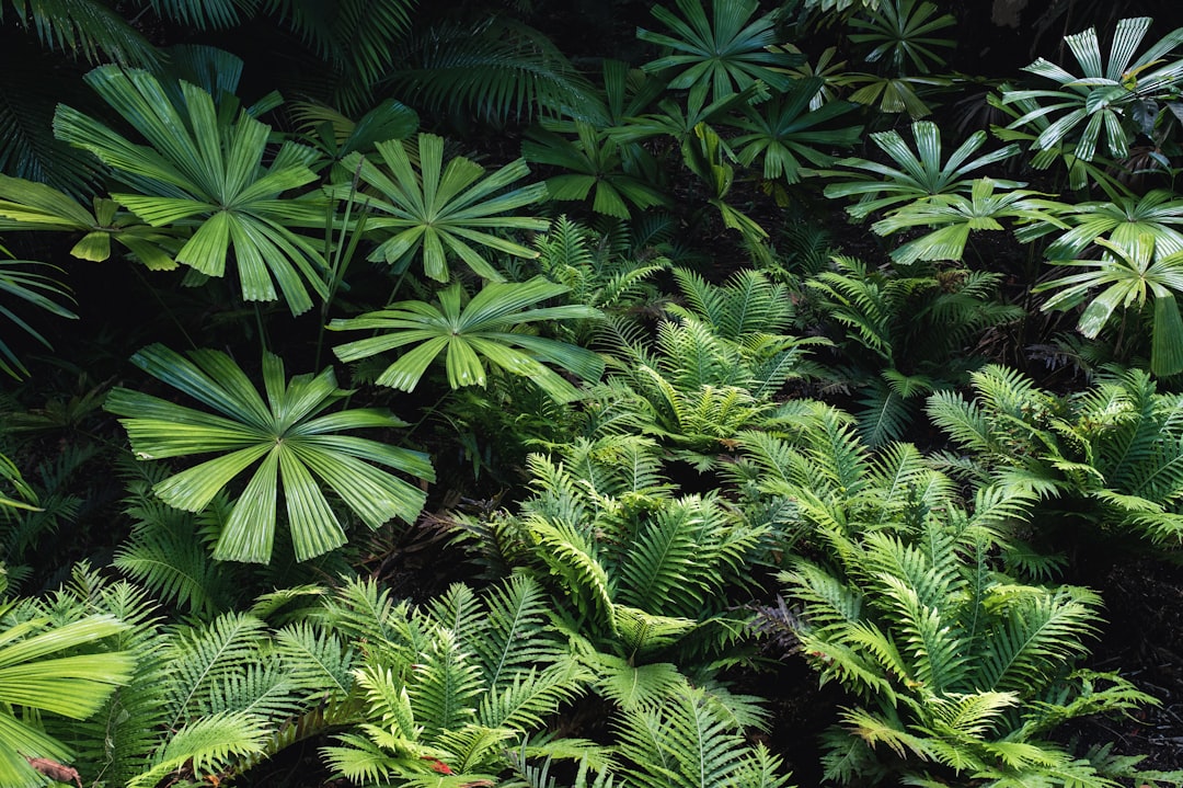 travelers stories about Jungle in Cairns Botanic Gardens, Australia