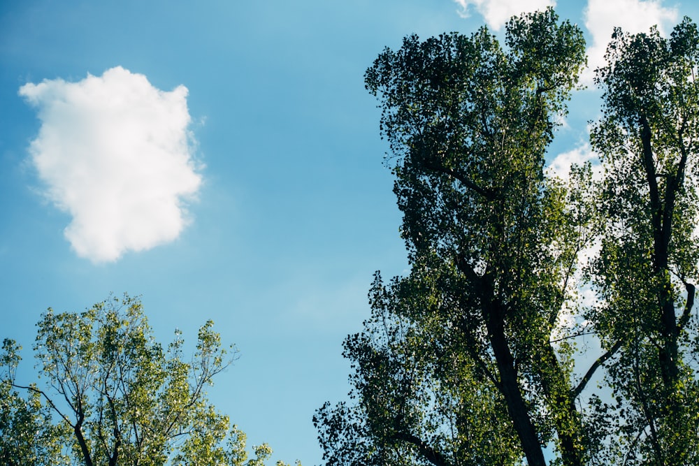 green trees under blue sky during daytime