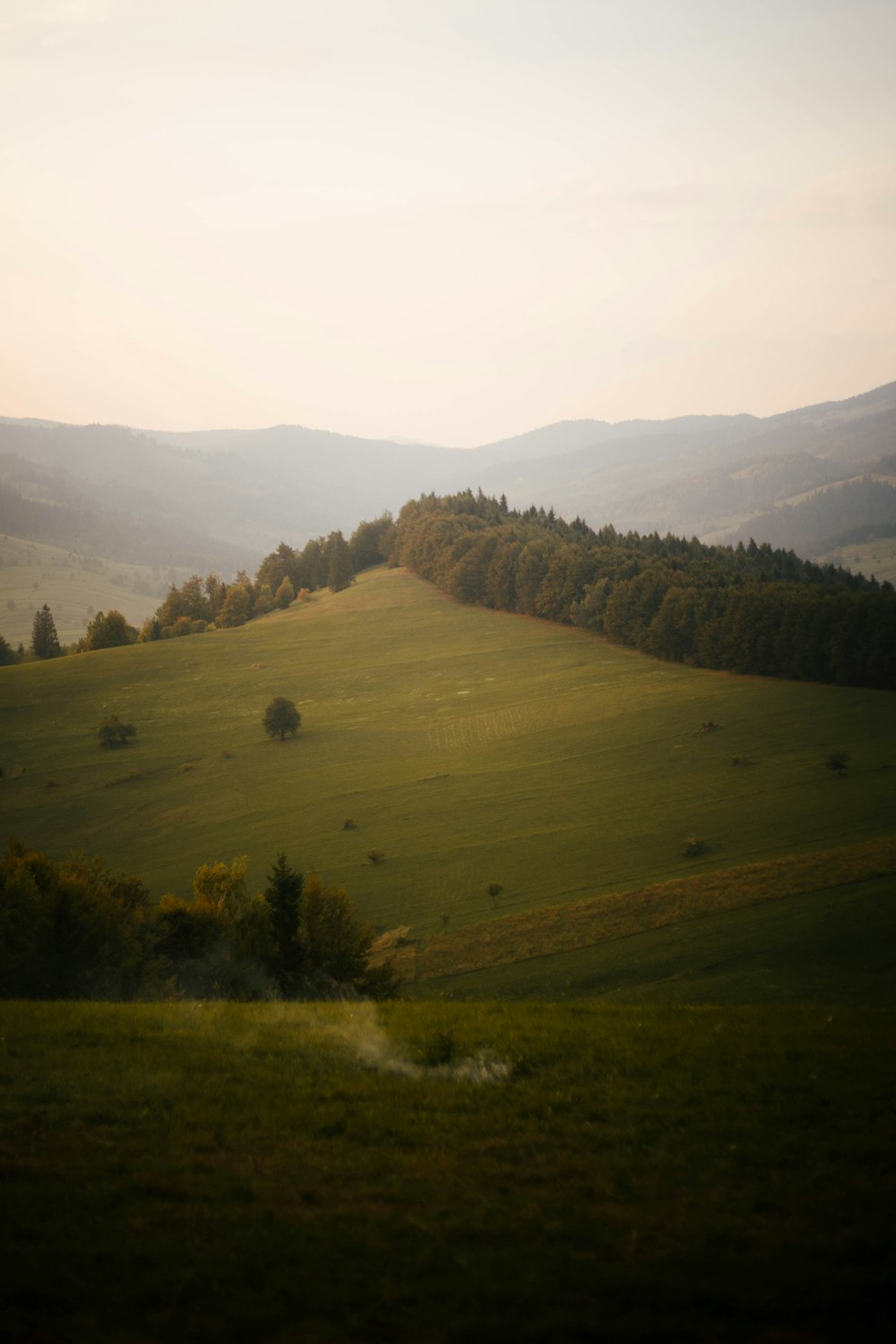 green grass field and trees during daytime