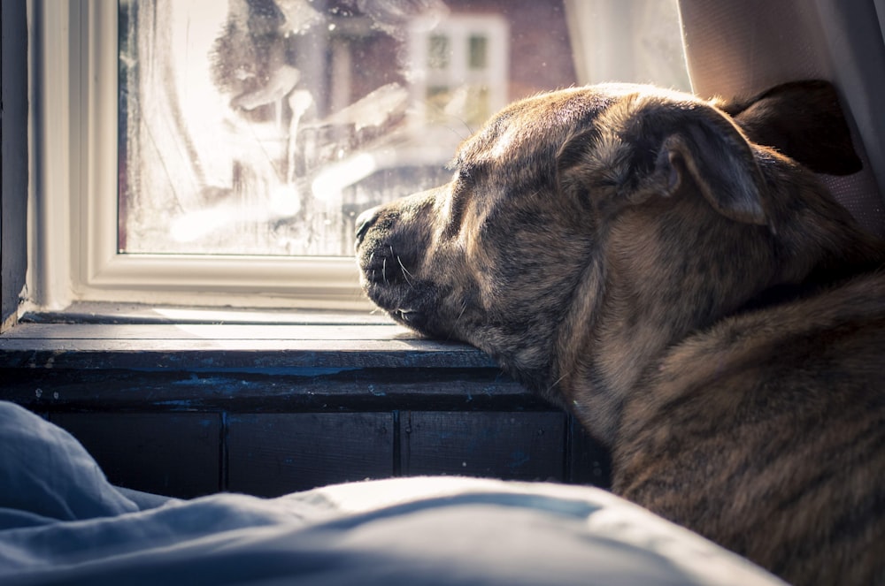 brown short coated dog on white textile