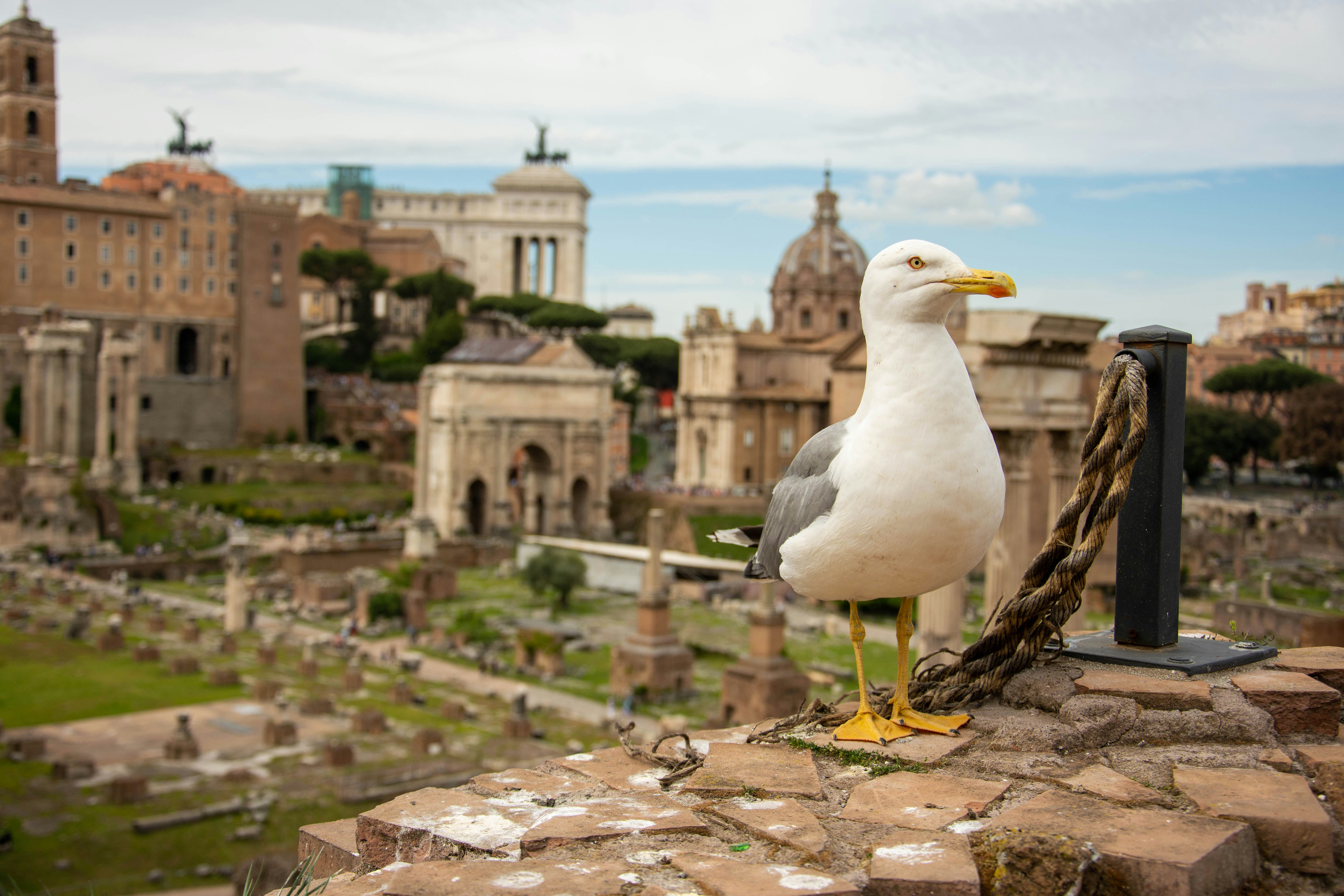Bird Guano Powered Ancient Empires Before Oil Crashed Economies