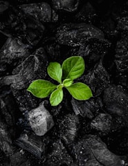 A vibrant image showcasing the process of transforming plant waste into new products.