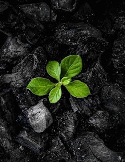 A creative image depicting the transformation of plant waste into new products.