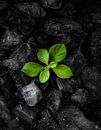 A vibrant image showcasing the process of transforming plant waste into new products.