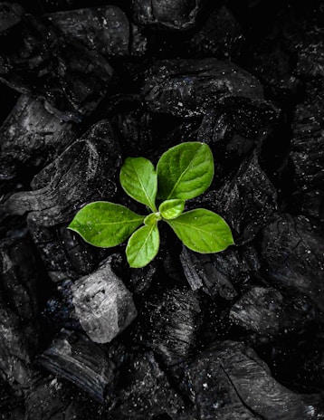 A creative image depicting the transformation of plant waste into new products.
