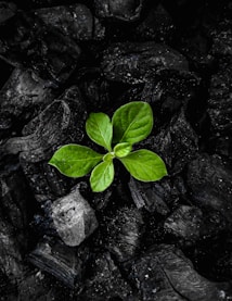 A single vibrant green plant with multiple leaves emerging from a background of dark charred wood pieces, creating a striking contrast between life and decay.
