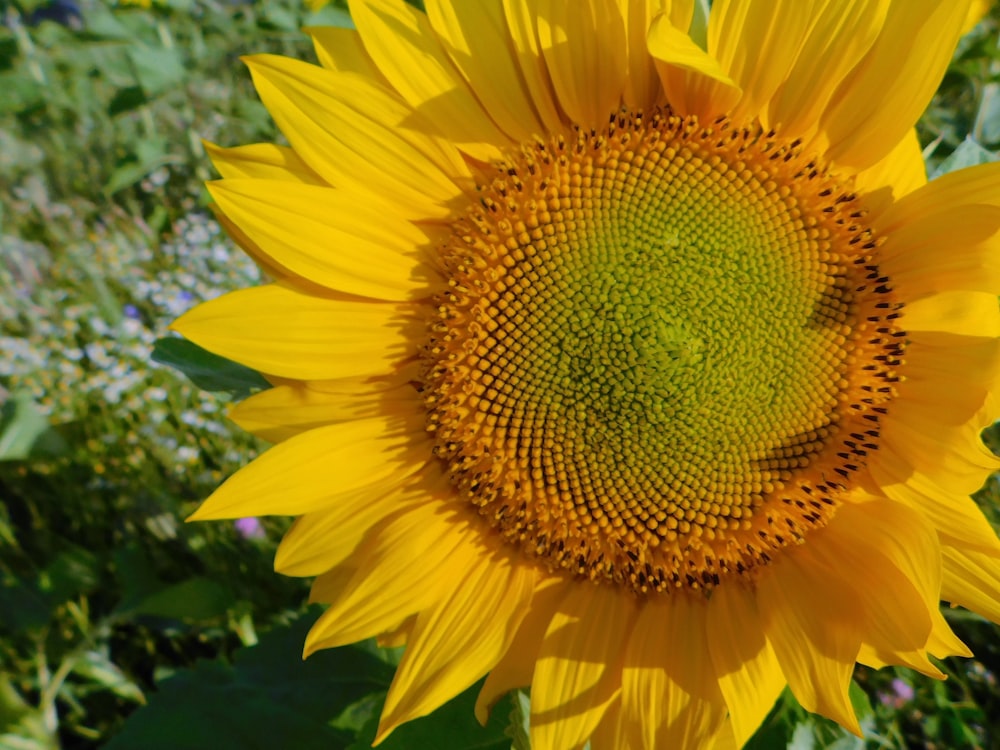 yellow sunflower in close up photography