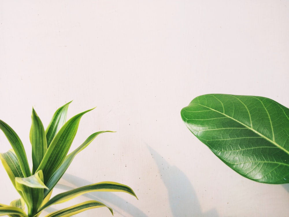 green leaf plant on water