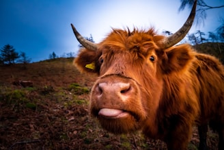 A friendly illustration of Baxter the Highland Cow with a whimsical background.