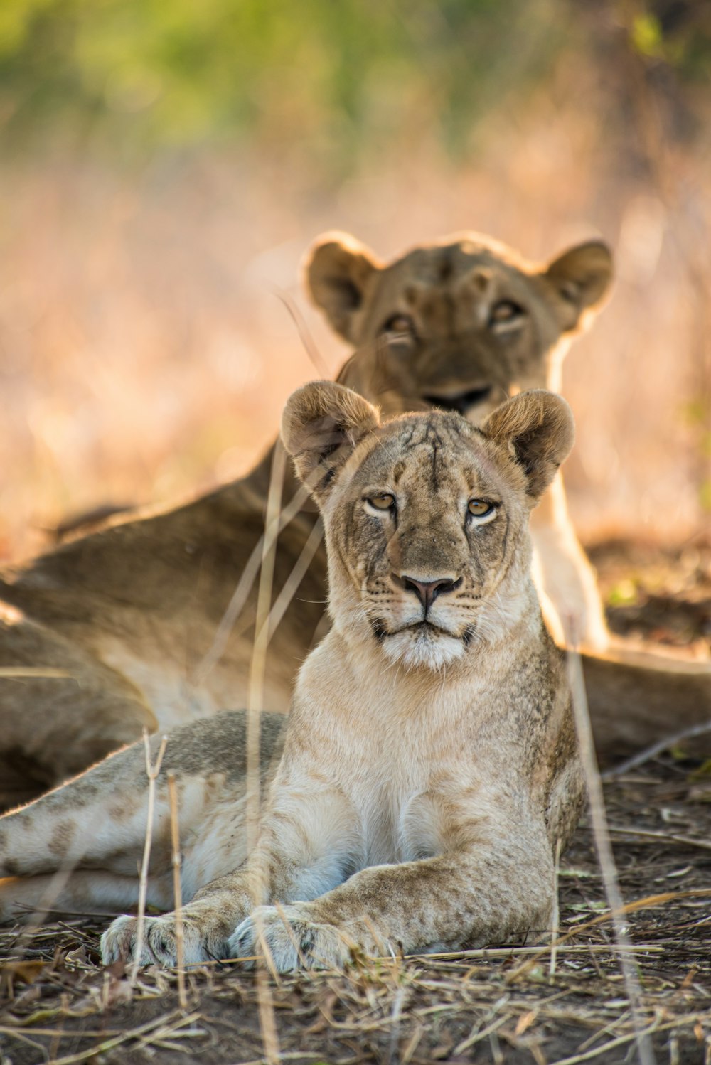 brown lioness on brown grass during daytime