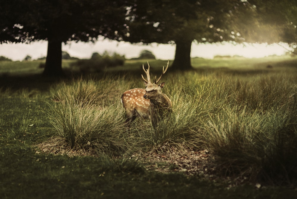 brown deer on green grass field during daytime