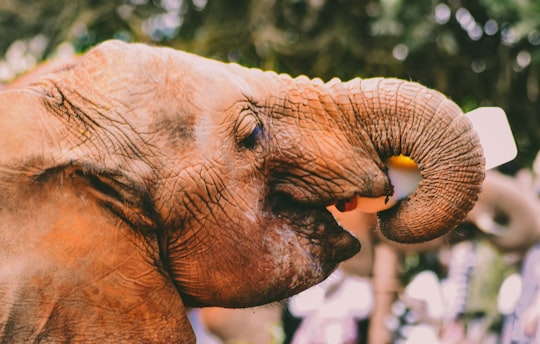 close up photo of elephants mouth in Nairobi Kenya