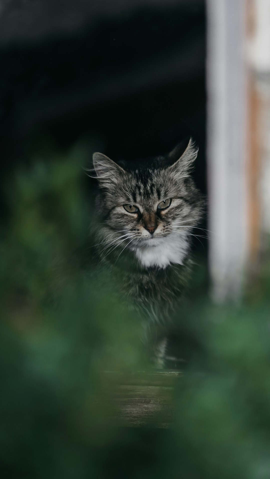 brown tabby cat on green grass during daytime