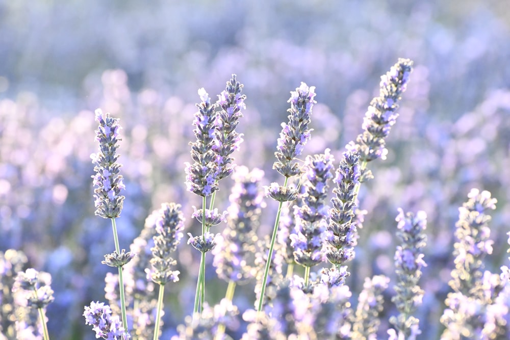 purple flower buds in tilt shift lens