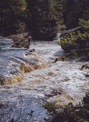 A flowing river moves energetically through a forested area with rocky edges. The water appears to shimmer in the sunlight as it cascades over rocks, creating small rapids. Trees densely populate the background, providing a lush, green canopy that partially shades the river.