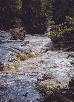 A flowing river moves energetically through a forested area with rocky edges. The water appears to shimmer in the sunlight as it cascades over rocks, creating small rapids. Trees densely populate the background, providing a lush, green canopy that partially shades the river.