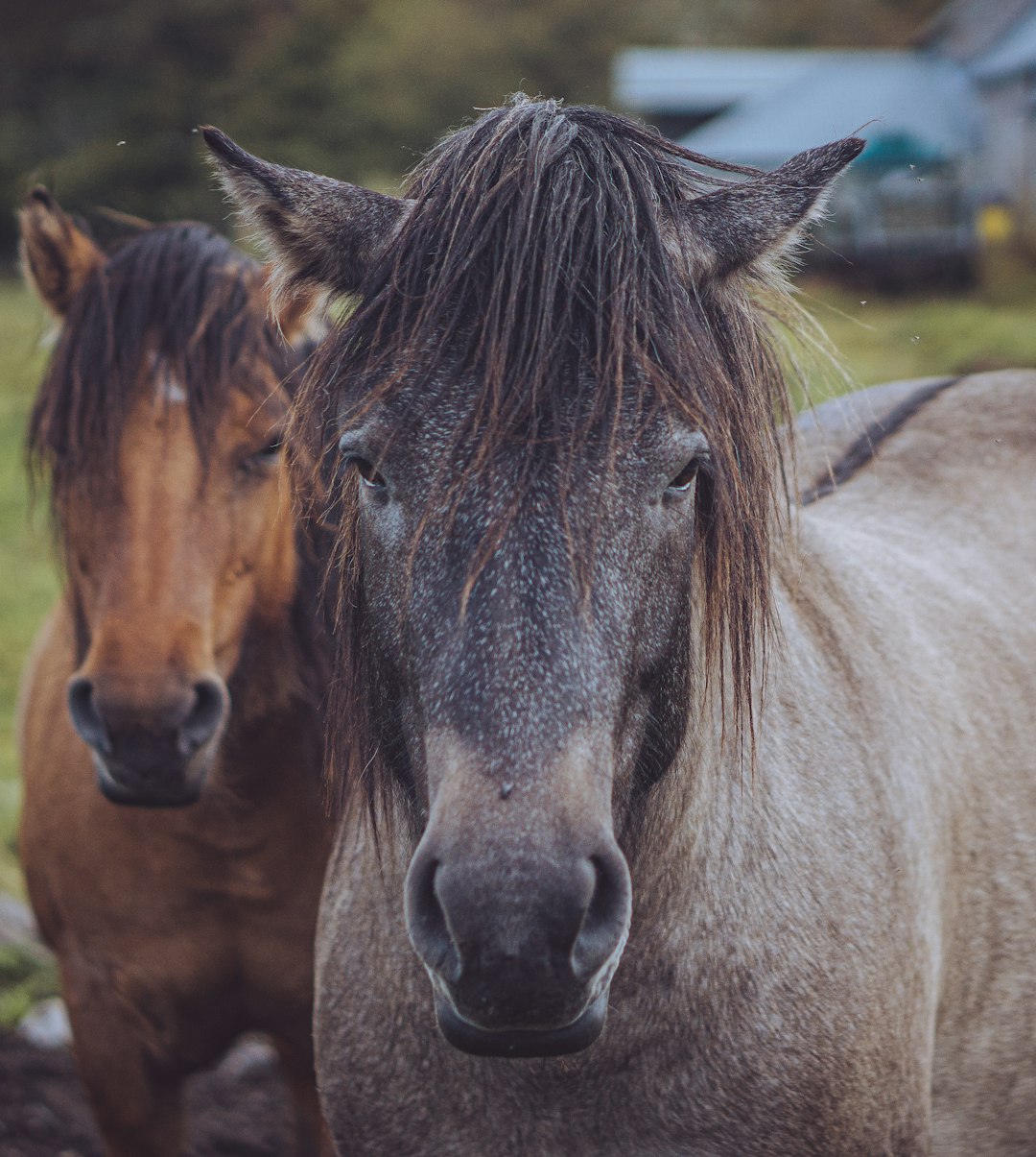 brown and black horse on green grass field during daytime