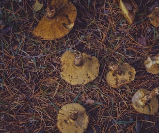 Several mushrooms with brown caps and stems lie scattered on a forest floor covered with dry pine needles and leaves.
