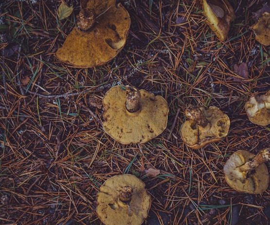 Several mushrooms with brown caps and stems lie scattered on a forest floor covered with dry pine needles and leaves.