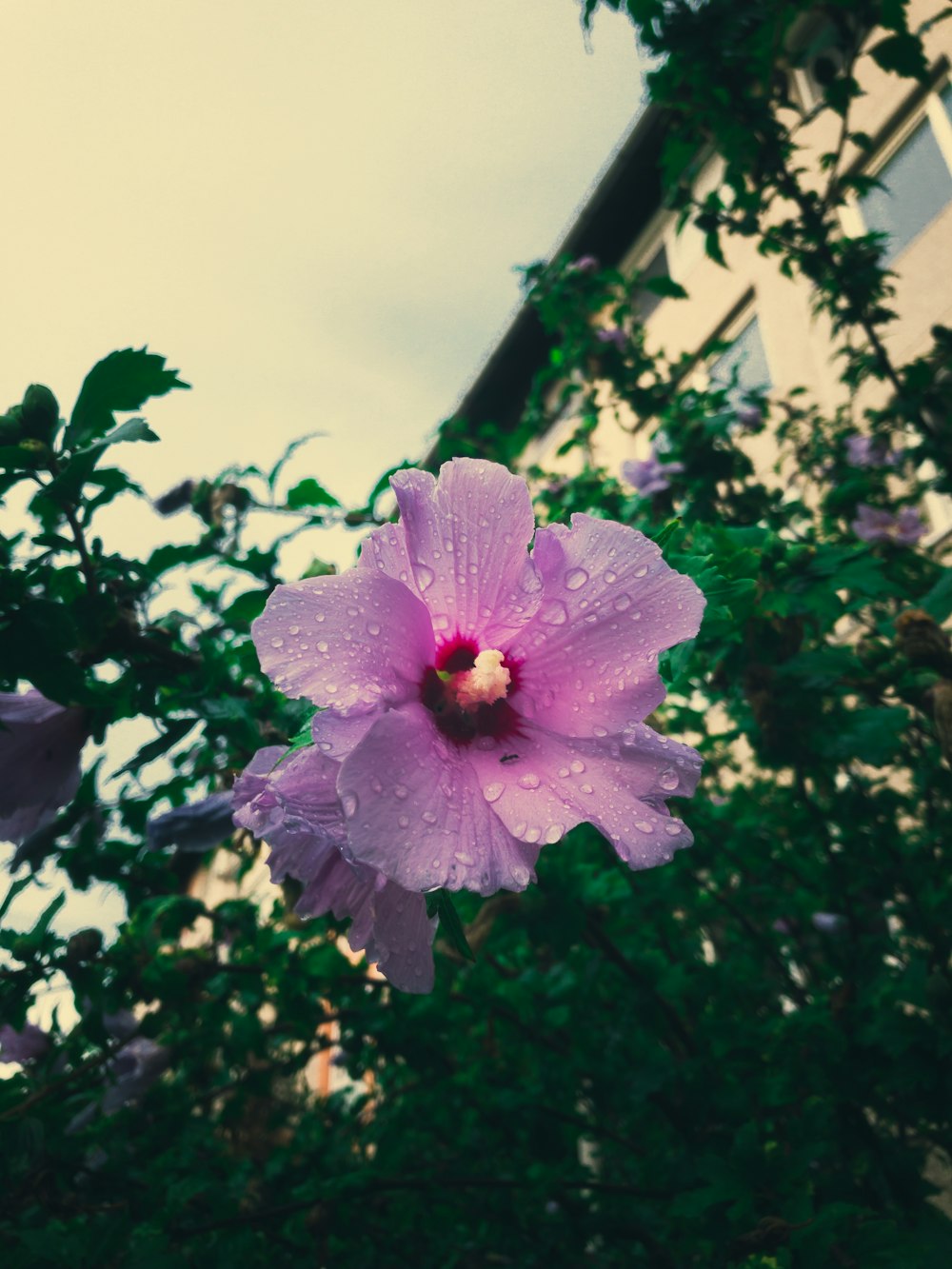 pink flower with green leaves