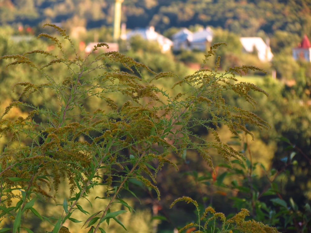 green plant under blue sky during daytime