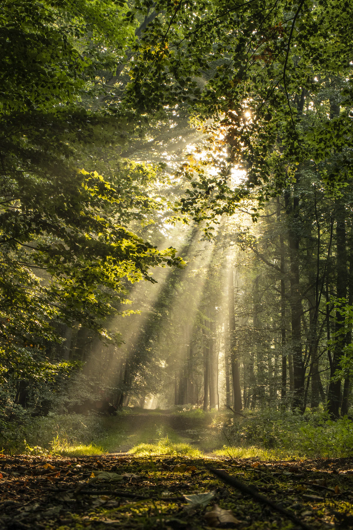 Morning sun coming through the trees in summer