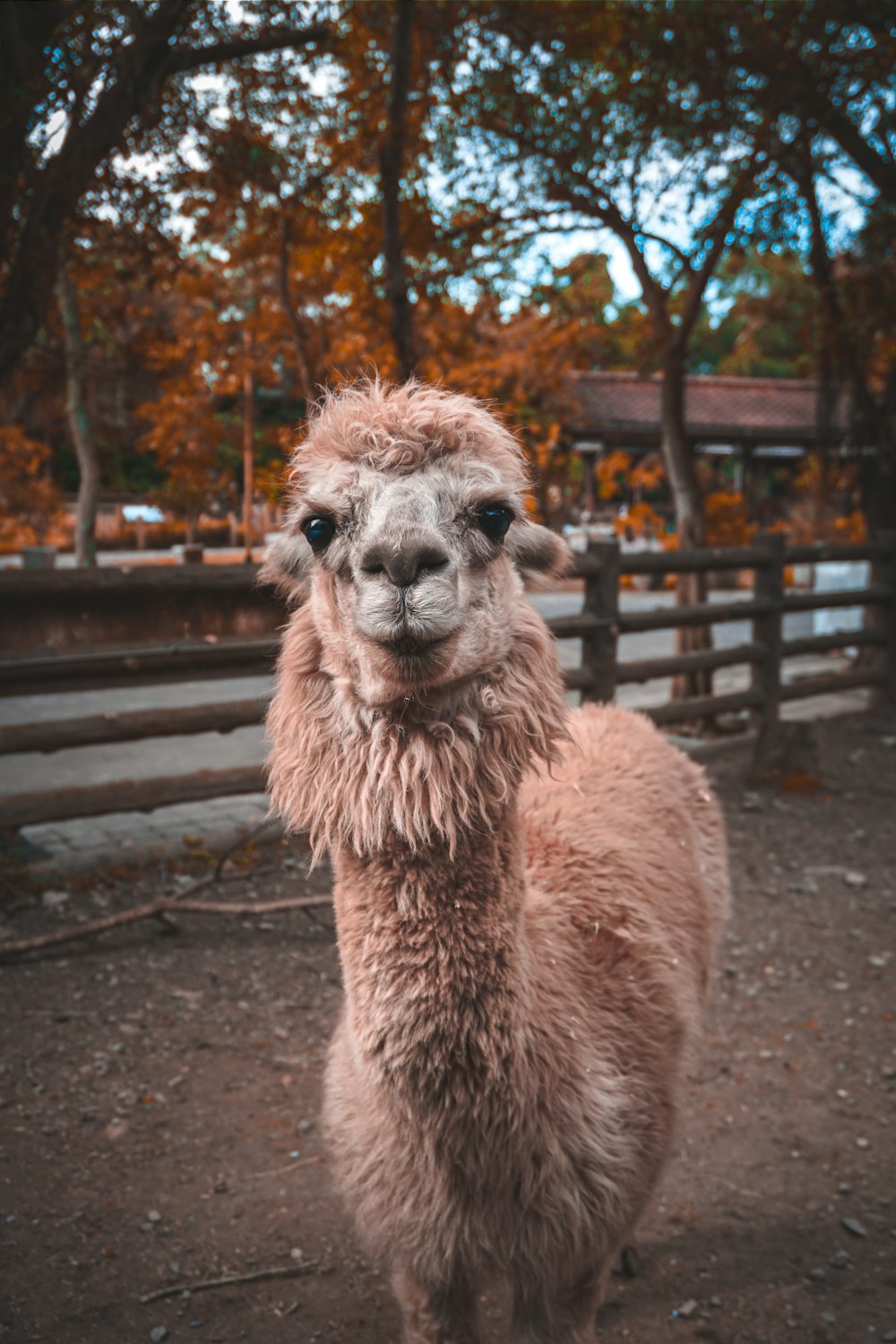 brown llama standing on gray concrete floor during daytime