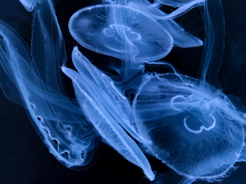 blue and white jellyfish illustration