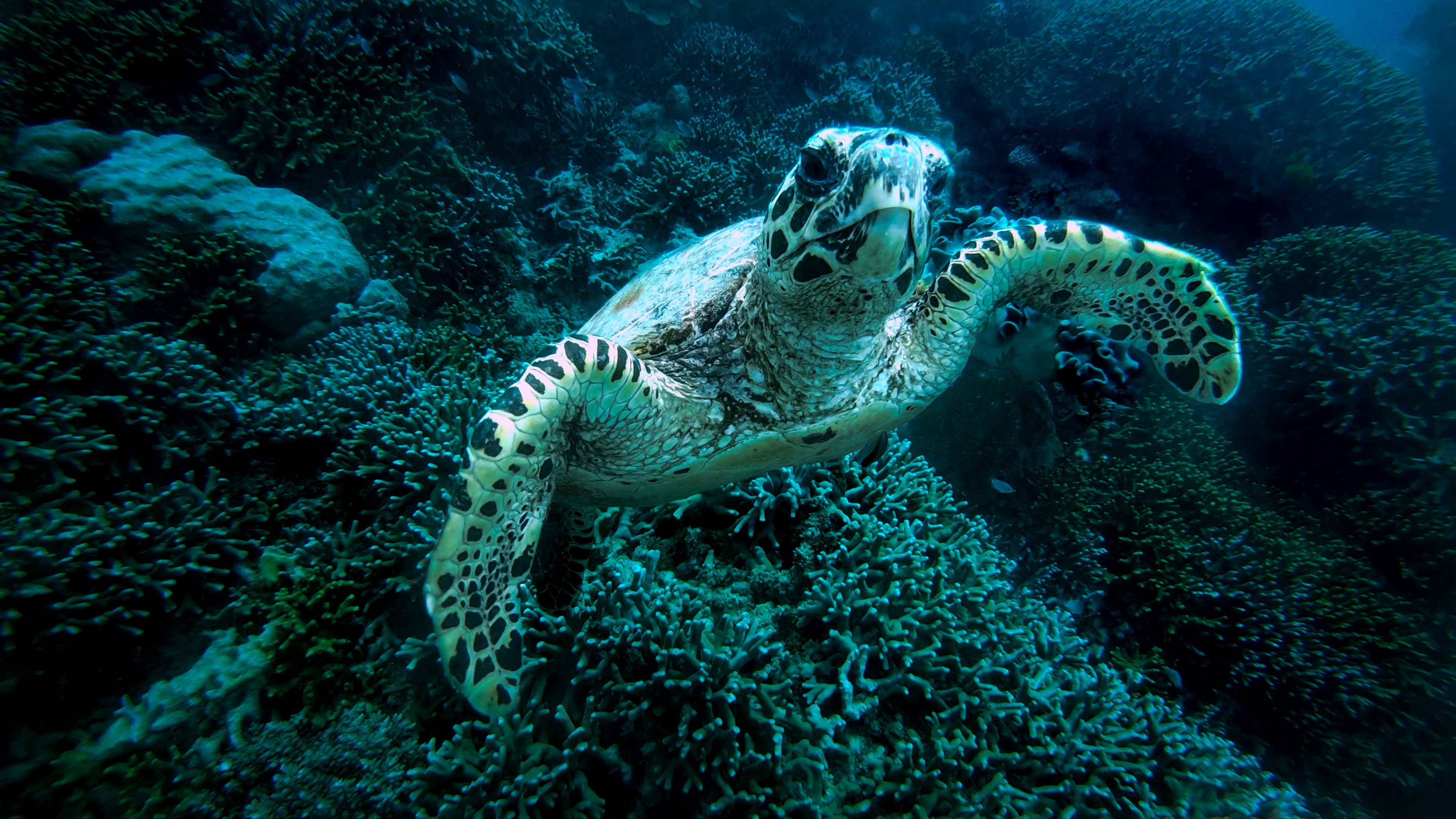 brown and black turtle in water great barrier reef teams background