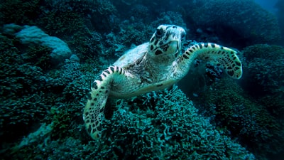 brown and black turtle in water great barrier reef google meet background