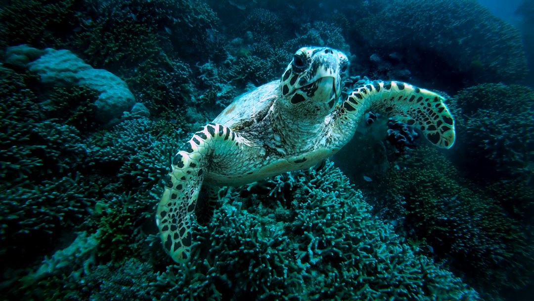 brown and black turtle in water, A green turtle on the Great Barrier Reef