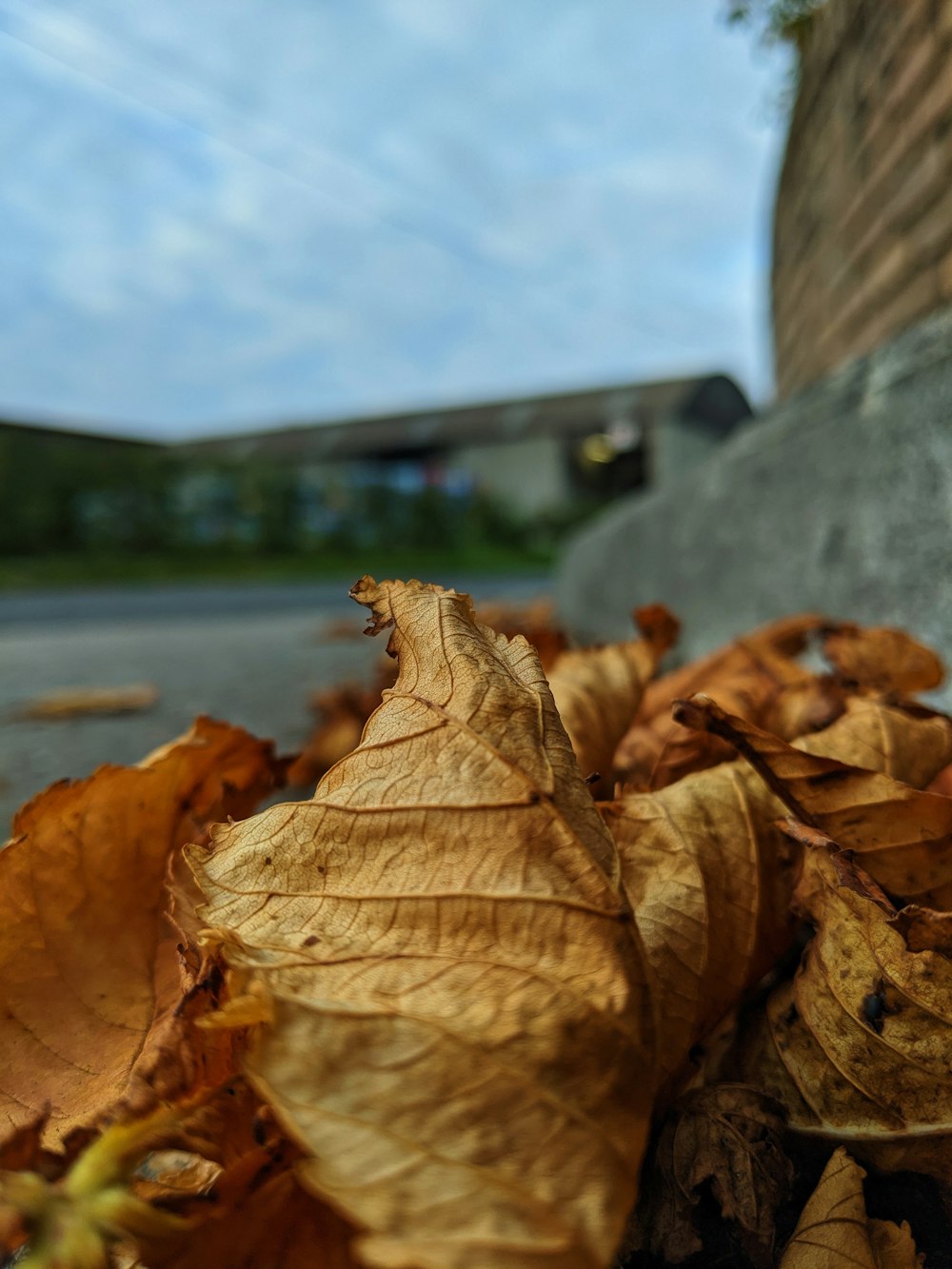 brown leaves on gray concrete wall