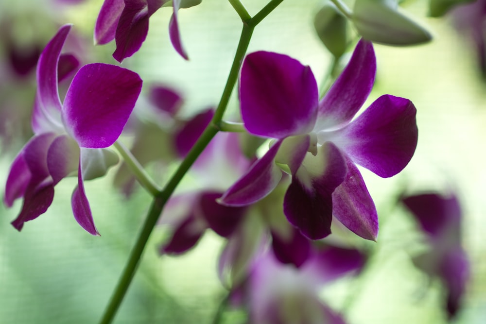 purple and white moth orchids in bloom during daytime