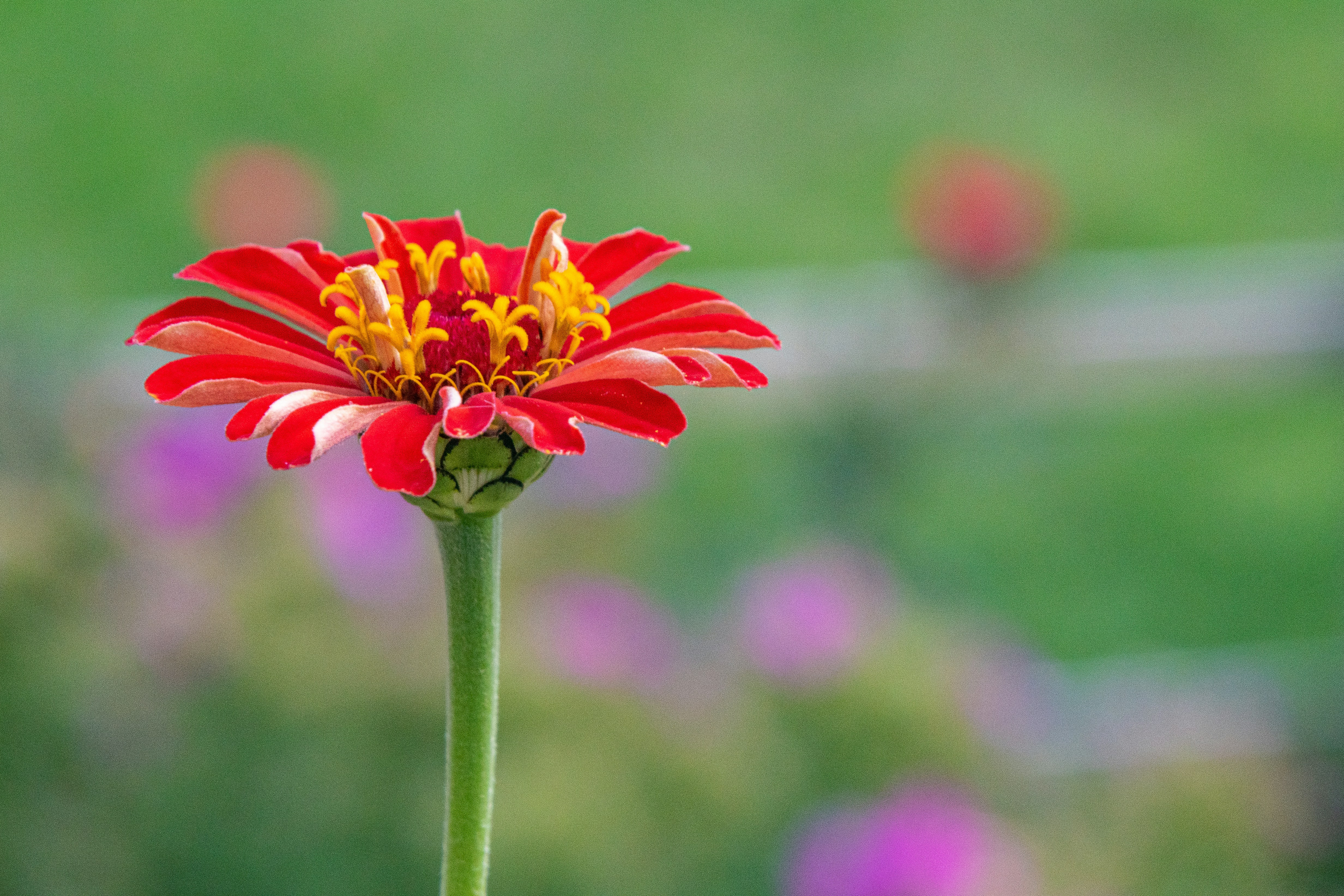 Photo by melissa_burovac