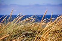 green grass field during daytime