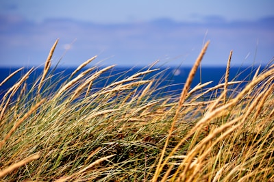 green grass field during daytime
