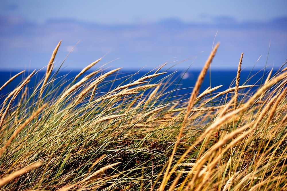 green grass field during daytime