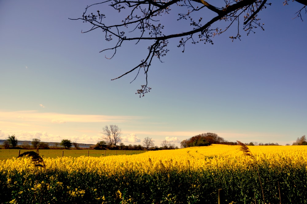leafless tree on yellow flower field during daytime