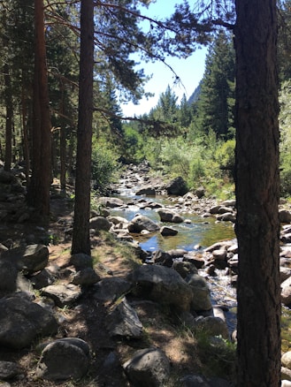 A tranquil forest scene with tall trees and a clear stream running over rocks. Sunlight filters through the foliage, creating dappled shadows on the ground. The stream gently winds its way through the landscape, surrounded by dense greenery.