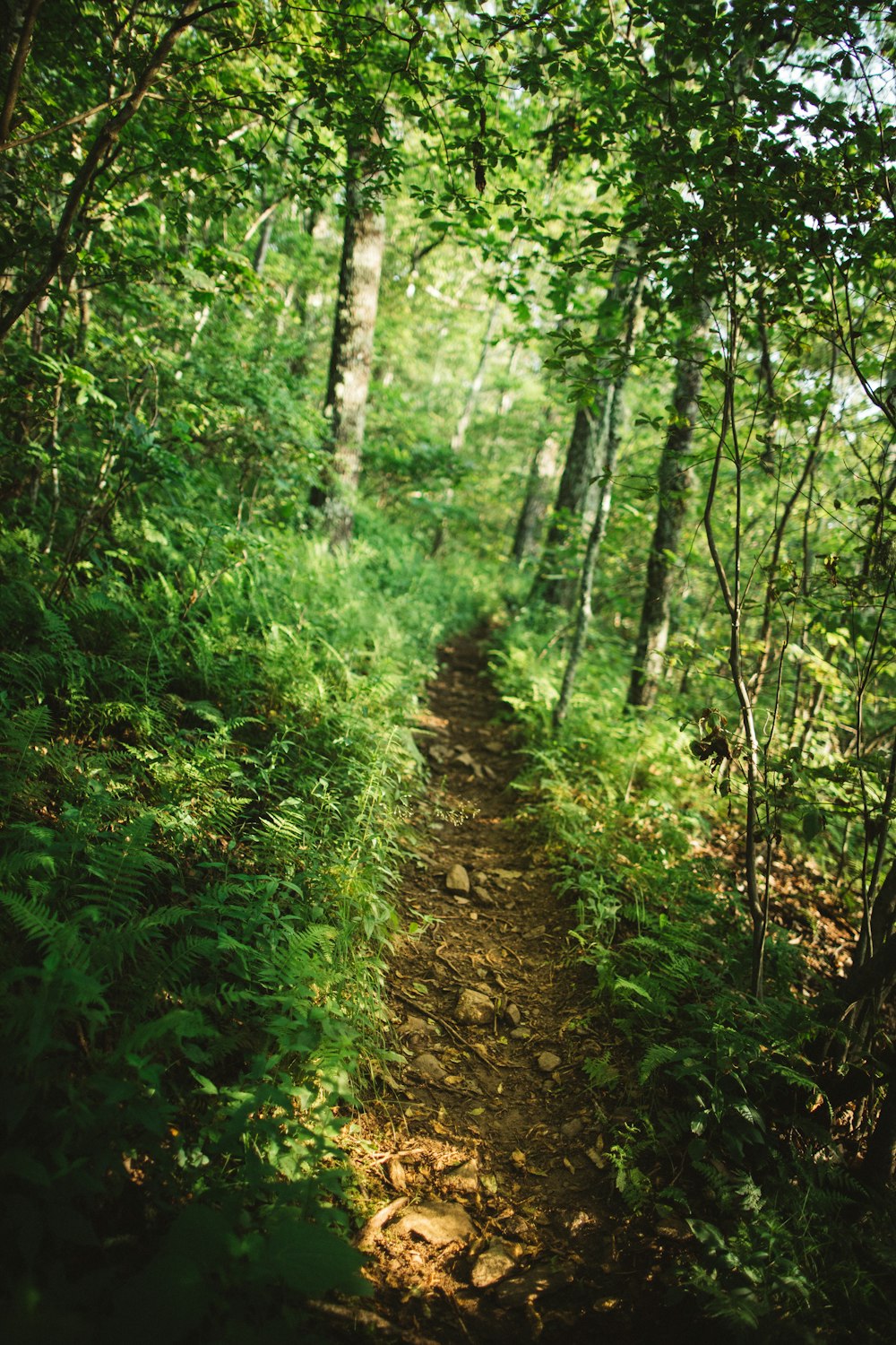 green plants and trees during daytime