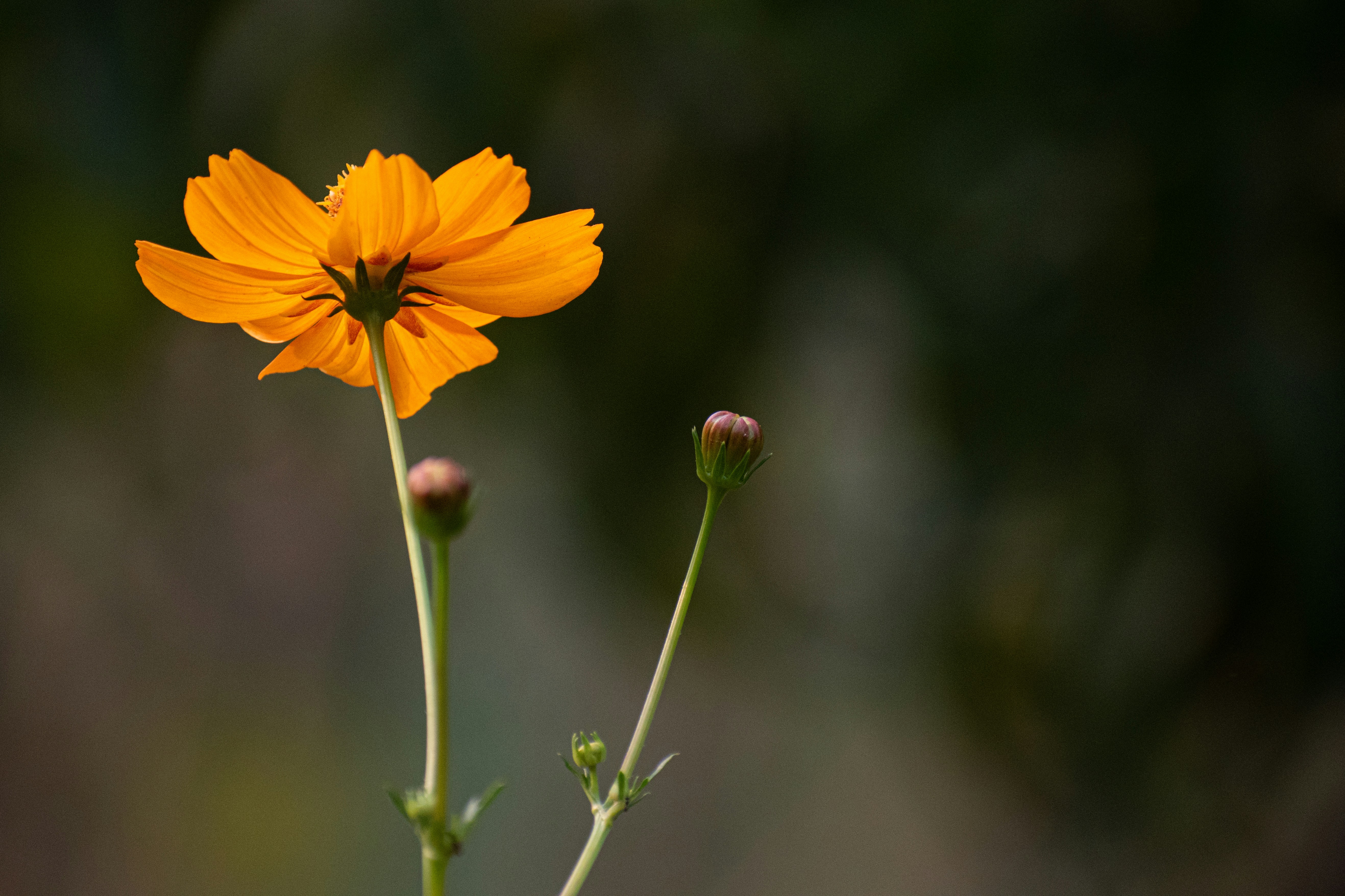 Photo by elisastonephotography