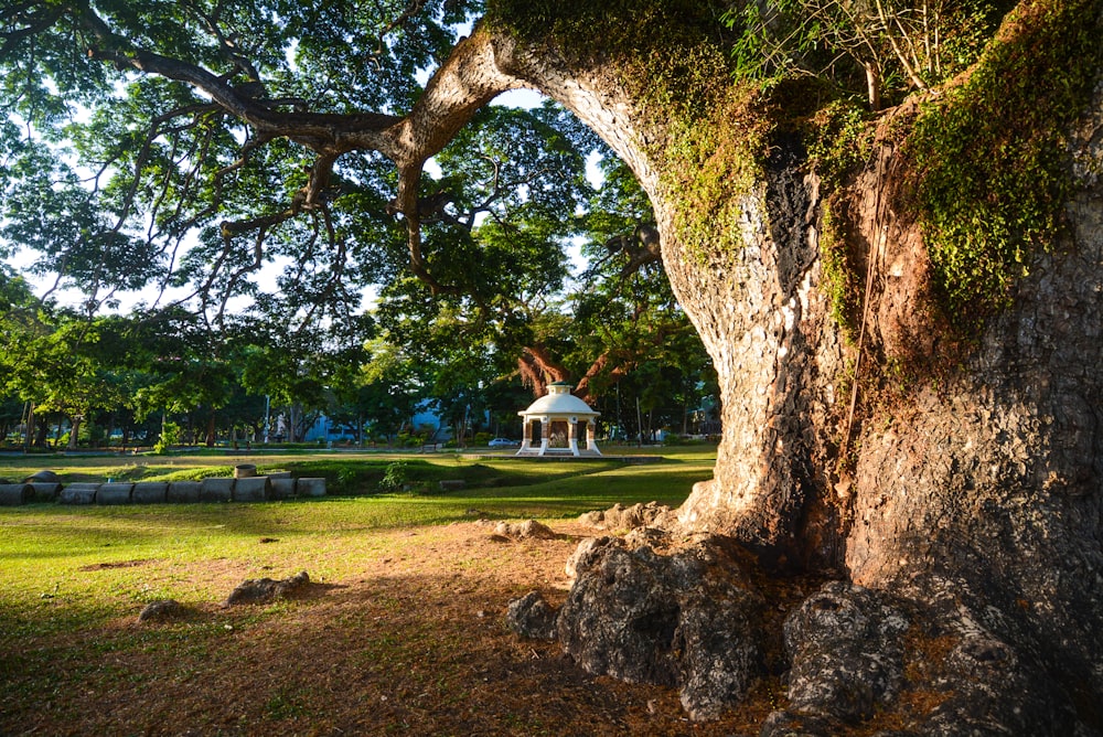 white gazebo near green trees during daytime