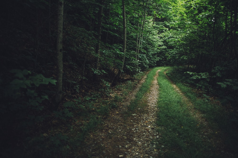 green trees and brown dirt road