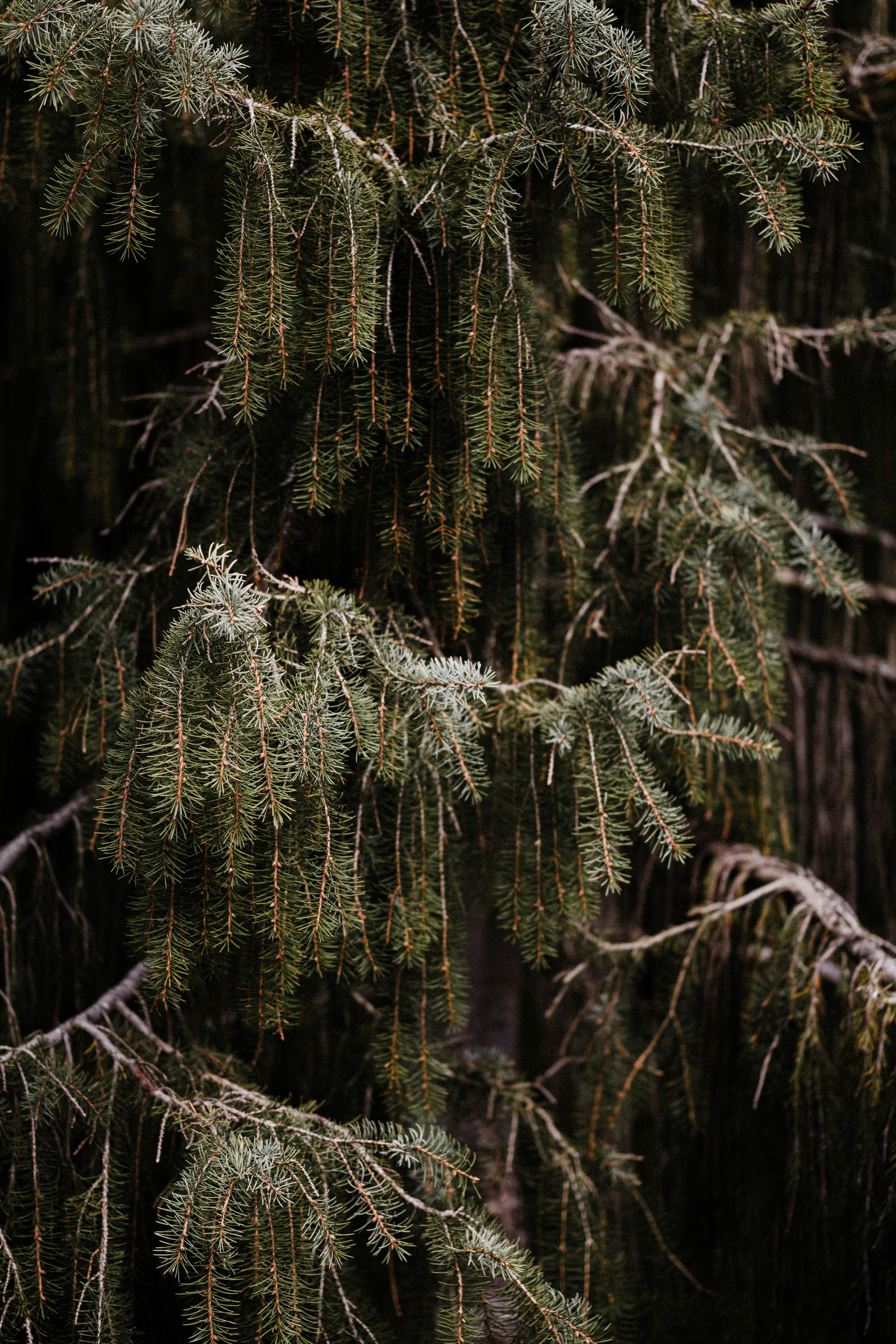 Photo by anniespratt